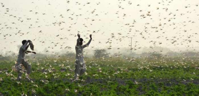 L'invasion d'essaims de criquets pèlerins menace l'alimentation en Somalie