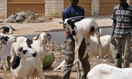 Les musulmans de Côte d'Ivoire se préparent à célébrer la fête "Tabaski" en achetant le sacrifice