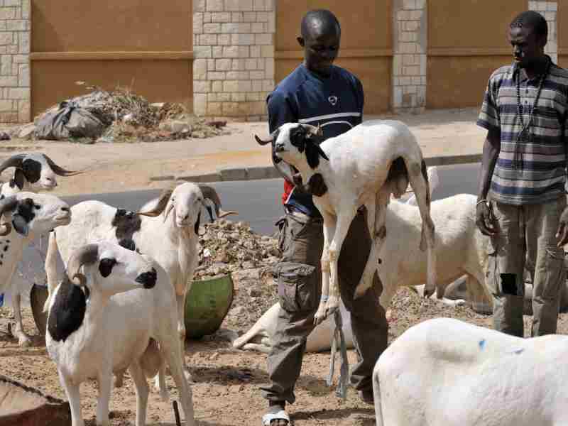 Les musulmans de Côte d'Ivoire se préparent à célébrer la fête "Tabaski" en achetant le sacrifice