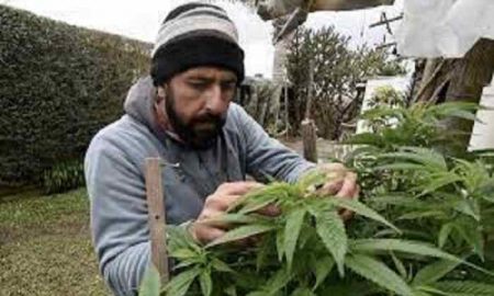 Un réseau criminel qui cultive du cannabis en Algérie a été mis hors état de nuire