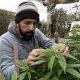 Un réseau criminel qui cultive du cannabis en Algérie a été mis hors état de nuire
