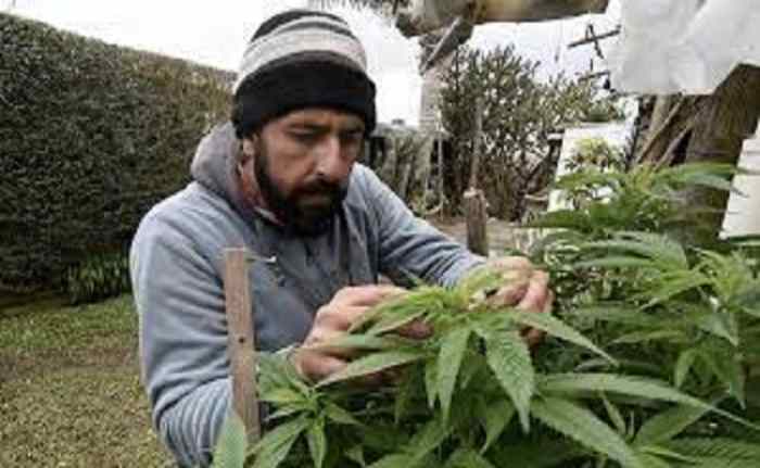 Un réseau criminel qui cultive du cannabis en Algérie a été mis hors état de nuire
