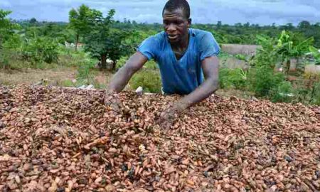 Cacao Africain...Les prix ont atteint leur plus haut niveau en 46 ans