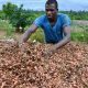 Cacao Africain...Les prix ont atteint leur plus haut niveau en 46 ans