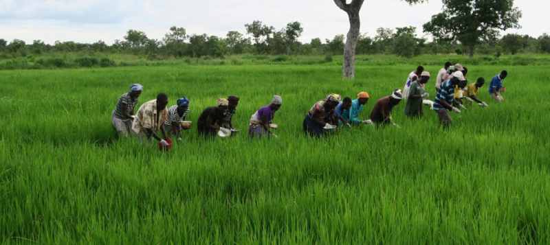 La Corée du Sud postule pour un projet visant à aider l'Afrique à stimuler la production de riz