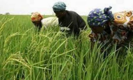 L'IA peut-elle résoudre le déficit commercial agricole de l'Afrique ?