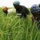 L'IA peut-elle résoudre le déficit commercial agricole de l'Afrique ?