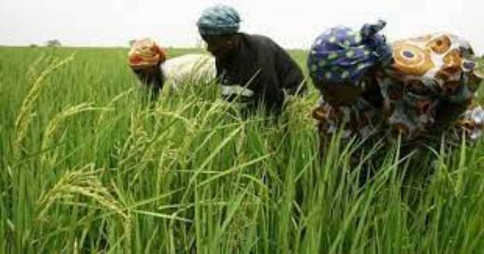 L'IA peut-elle résoudre le déficit commercial agricole de l'Afrique ?