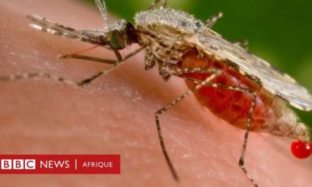 Un heureux hasard mène à une découverte scientifique qui aide à lutter contre le paludisme en Afrique