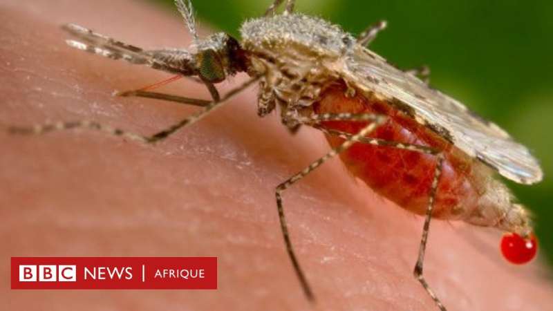 Un heureux hasard mène à une découverte scientifique qui aide à lutter contre le paludisme en Afrique