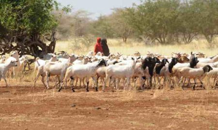 Qu’est-ce que l’IGAD et les limites de son rôle dans la question de la sécurité alimentaire dans la Corne de l’Afrique ?