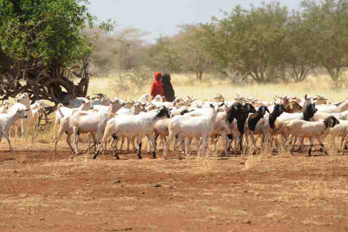 Qu’est-ce que l’IGAD et les limites de son rôle dans la question de la sécurité alimentaire dans la Corne de l’Afrique ?