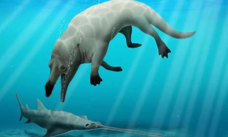 Égypte : La découverte de la baleine "Tocitus ryanensis", l'une des plus anciennes baleines d'Afrique