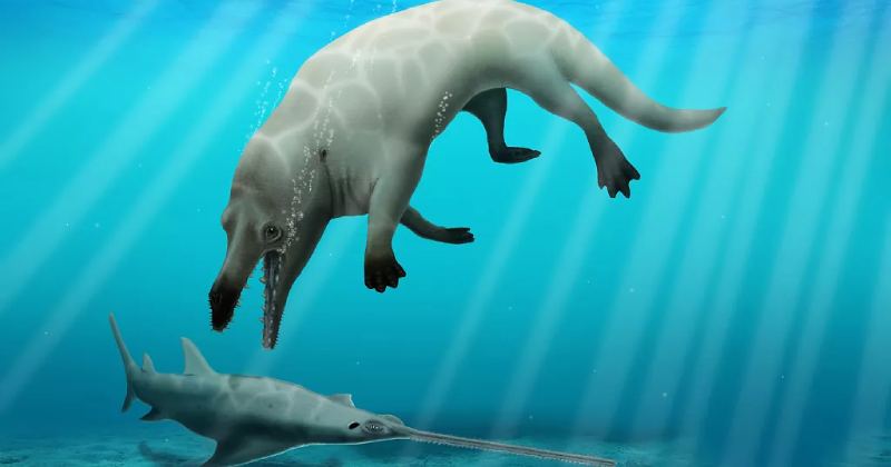 Égypte : La découverte de la baleine "Tocitus ryanensis", l'une des plus anciennes baleines d'Afrique