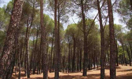 Les forêts tunisiennes sont l'économie de la nature cachée à l'ombre des arbres