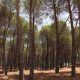 Les forêts tunisiennes sont l'économie de la nature cachée à l'ombre des arbres