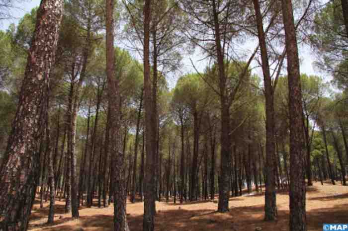 Les forêts tunisiennes sont l'économie de la nature cachée à l'ombre des arbres