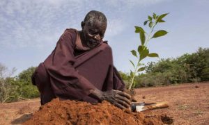 Les plans de développement africains pour vaincre l’insécurité alimentaire en Afrique d’ici cinq ans