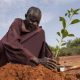 Les plans de développement africains pour vaincre l’insécurité alimentaire en Afrique d’ici cinq ans