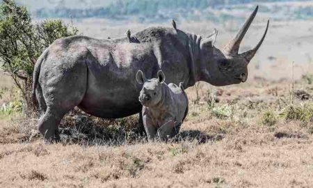 Une prolifération inattendue des rhinocéros africains alors qu’ils étaient menacés d’extinction