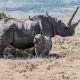 Une prolifération inattendue des rhinocéros africains alors qu’ils étaient menacés d’extinction