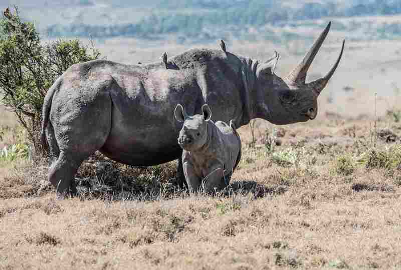 Une prolifération inattendue des rhinocéros africains alors qu’ils étaient menacés d’extinction