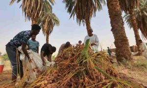 La guerre au Soudan menace la saison des récoltes de dattes