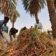 La guerre au Soudan menace la saison des récoltes de dattes