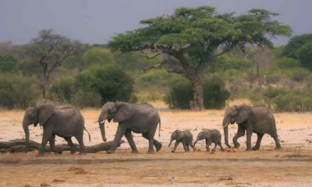 La pénurie d'eau pousse les éléphants du Zimbabwe à migrer vers le Botswana