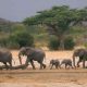 La pénurie d'eau pousse les éléphants du Zimbabwe à migrer vers le Botswana