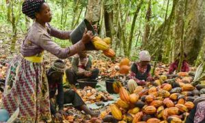 Le chocolat pourrait devenir plus cher avec la mauvaise récolte de cacao en Afrique