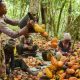 Le chocolat pourrait devenir plus cher avec la mauvaise récolte de cacao en Afrique