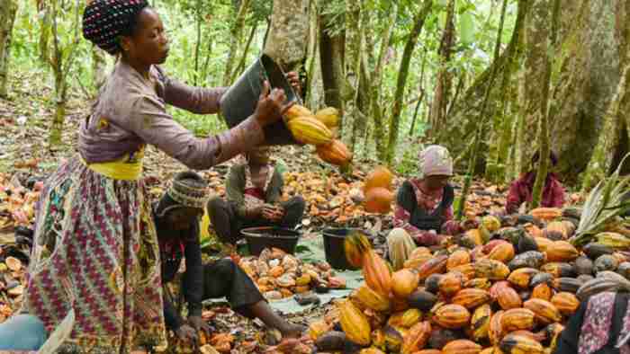 Le chocolat pourrait devenir plus cher avec la mauvaise récolte de cacao en Afrique