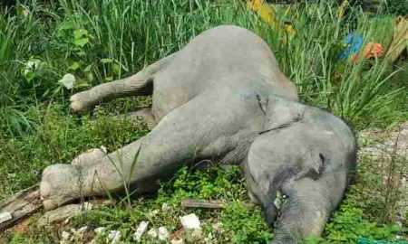 Des scientifiques découvrent pourquoi des dizaines d'éléphants en Afrique, une espèce en voie de disparition, sont morts