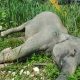 Des scientifiques découvrent pourquoi des dizaines d'éléphants en Afrique, une espèce en voie de disparition, sont morts