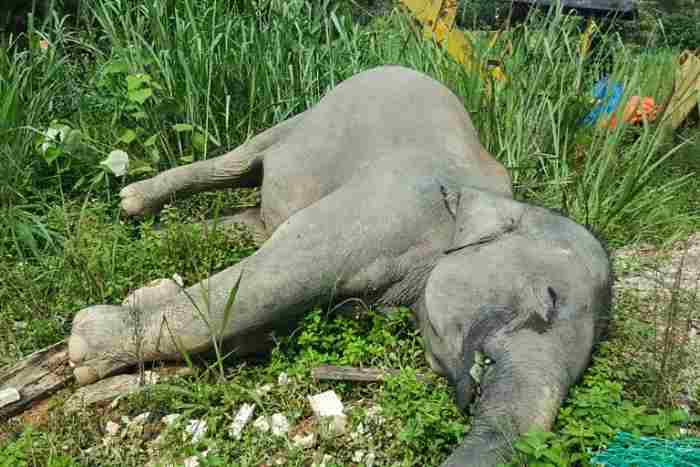 Des scientifiques découvrent pourquoi des dizaines d'éléphants en Afrique, une espèce en voie de disparition, sont morts