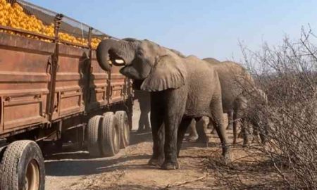 Des éléphants volent des oranges dans un camion en panne en Afrique du Sud