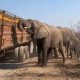 Des éléphants volent des oranges dans un camion en panne en Afrique du Sud