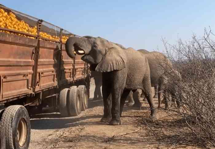 Des éléphants volent des oranges dans un camion en panne en Afrique du Sud