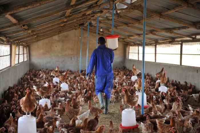L'Afrique du Sud se démène pour endiguer l'épidémie de grippe aviaire