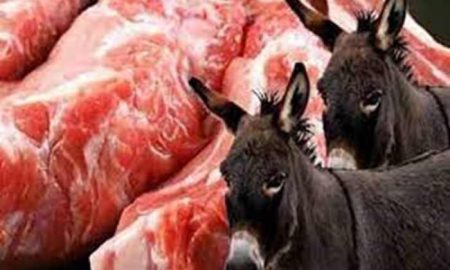 Algérie : Les sombres secrets du commerce de la viande d'âne