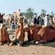 Défilé de chameaux en Egypte…8 siècles de célébration de « Sayyid Al-Badawi »
