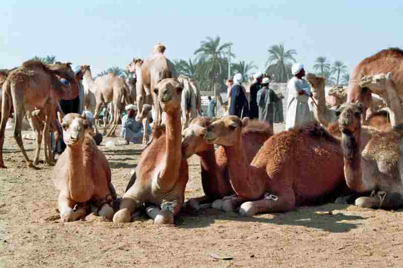 Défilé de chameaux en Egypte…8 siècles de célébration de « Sayyid Al-Badawi »