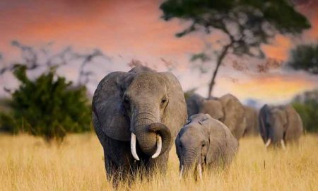 Des géants africains face au changement climatique...Un chapitre douloureux du roman Dents d'éléphants