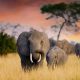 Des géants africains face au changement climatique...Un chapitre douloureux du roman Dents d'éléphants