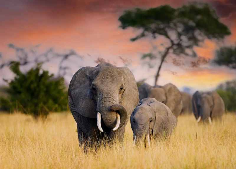 Des géants africains face au changement climatique...Un chapitre douloureux du roman Dents d'éléphants