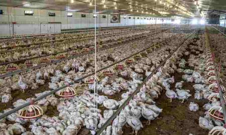La Namibie suspend ses importations de poulets sud-africains en raison d'une épidémie de grippe aviaire