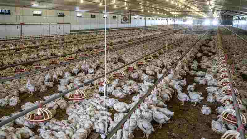 La Namibie suspend ses importations de poulets sud-africains en raison d'une épidémie de grippe aviaire