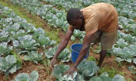 Rwanda : une plateforme d’IA pour les petits exploitants agricoles