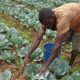 Rwanda : une plateforme d’IA pour les petits exploitants agricoles